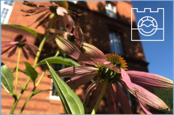 Egzaminy dyplomowe dla studentów kierunku OZEiK